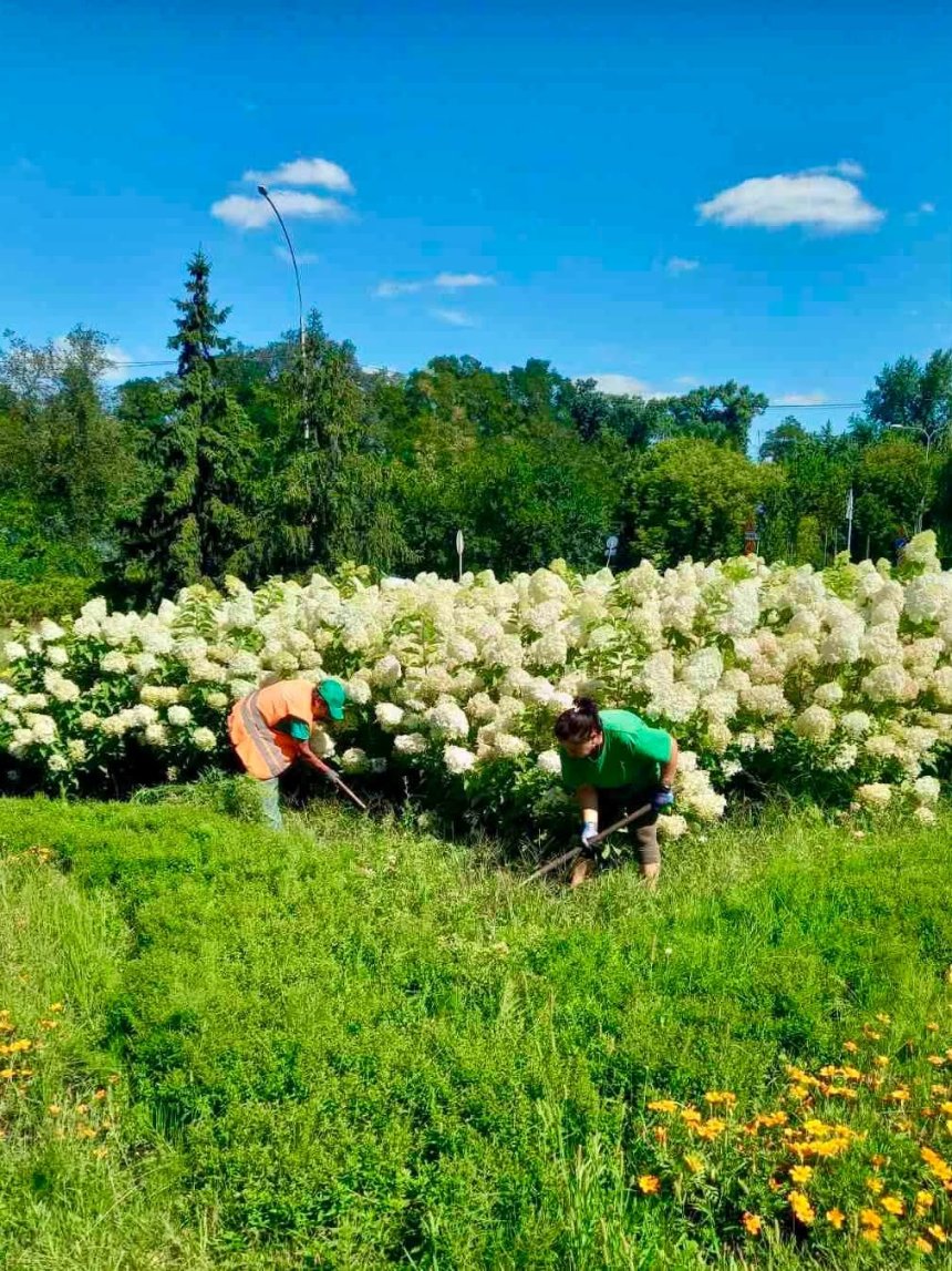 У Дніпровському районі розквітли гортензії заввишки в людський зріст