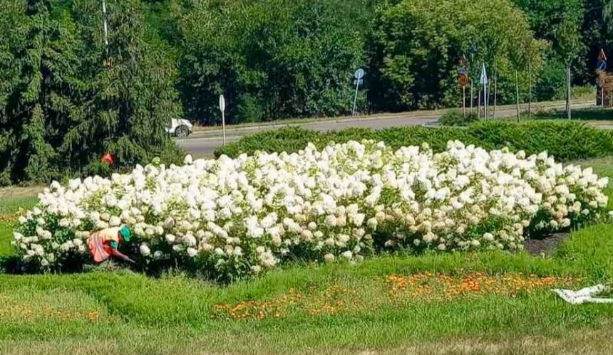 У Дніпровському районі розквітли гортензії заввишки в людський зріст: як вони виглядають