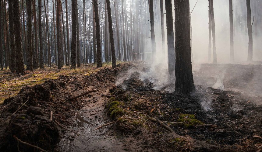 Масштабна лісова пожежа на Київщині: рятувальники кілька діб гасять вогонь