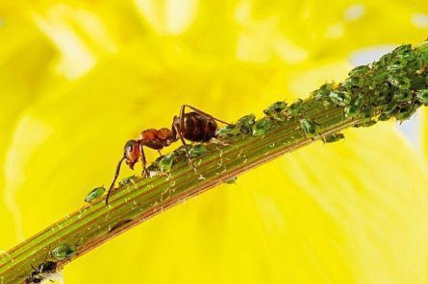 Чем опасны муравьи в домах