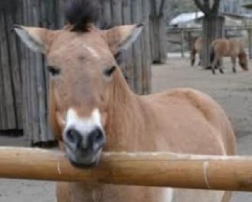 В Киевском зоопарке погибла лошадь Пржевальского