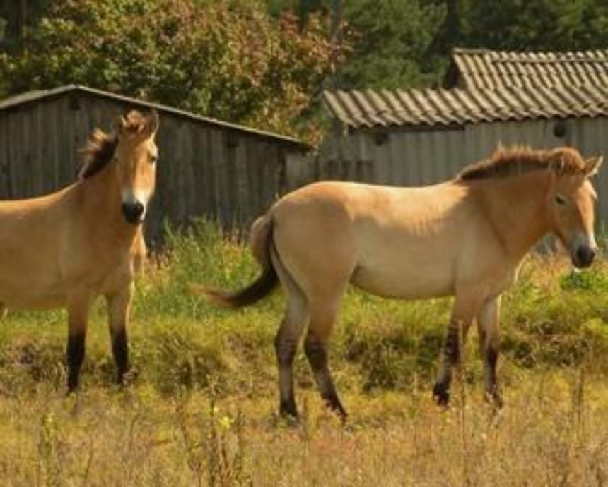 Как милиционеры из Чернобыльской зоны спасли диких лошадей (фото)