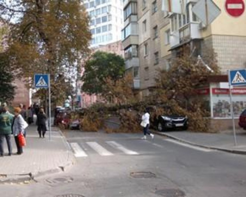 В Печерском районе на машины рухнуло дерево