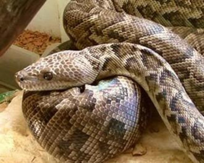 В Киевском зоопарке поселятся гигантские змеи