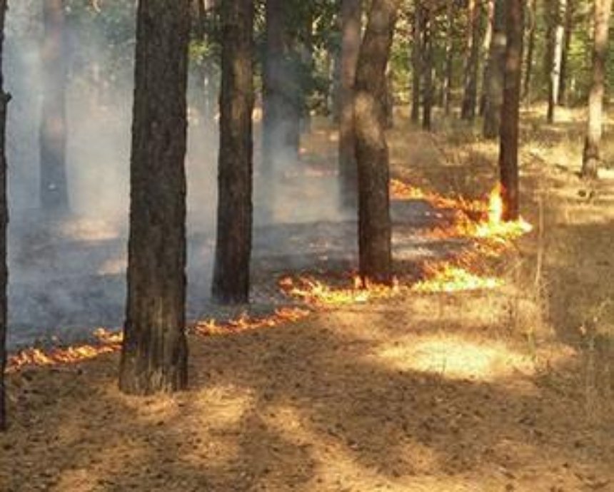 В Киеве на Троещине горит лес