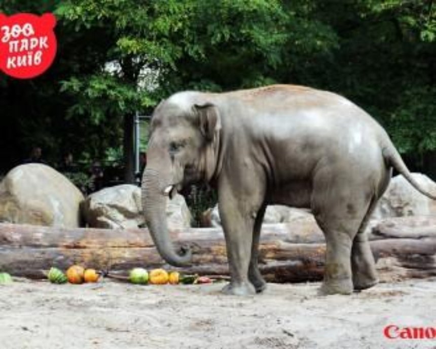 Слона в зоопарке Киева поздравили с "профессиональным" праздником