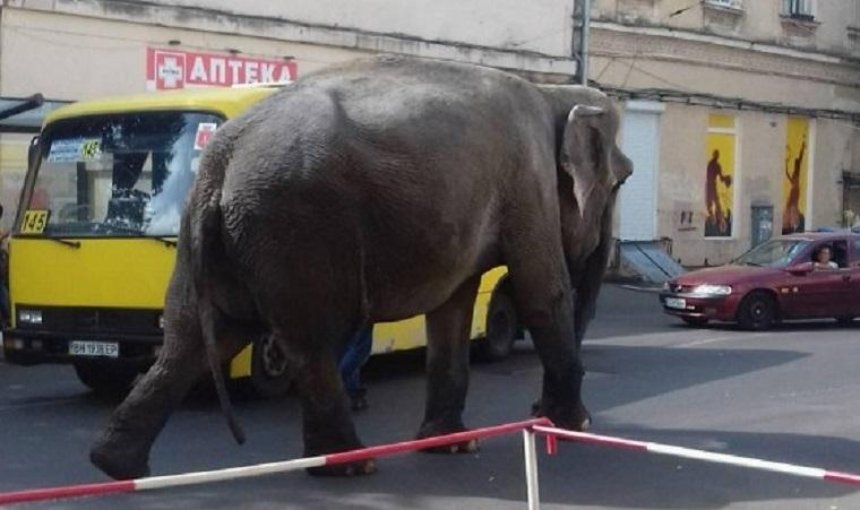 В Одесі по вулицях розгулював слон (фото)
