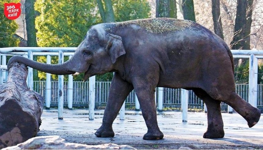 Воды слонам: зверь поломал водопровод в своем бассейне, играясь с камнями
