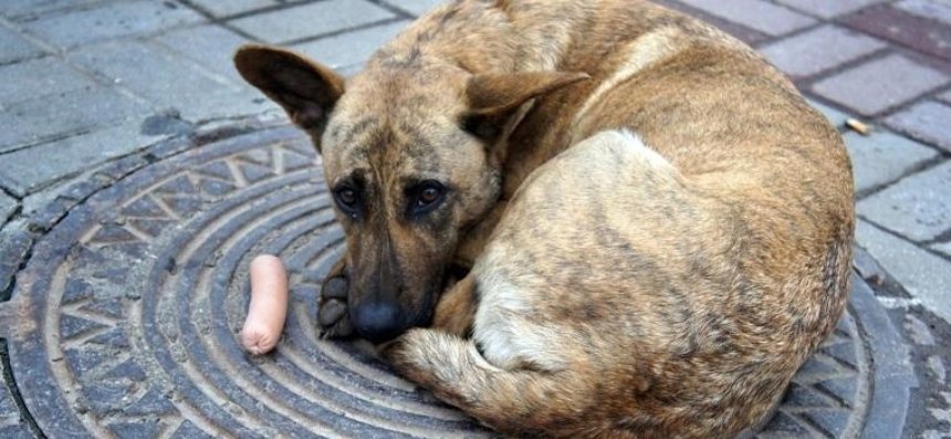 Киевлян зовут подсчитать бездомных собак