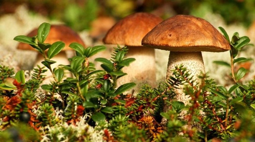 В Киеве 14 взрослых и шестеро детей отравились грибами
