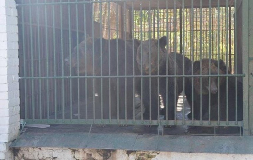 В Херсонской области спасли семью медведей (фото)