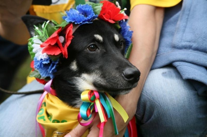 Приводи барбоса: на ВДНГ пройдет конкурс красоты среди беспородных собак (фото, видео)