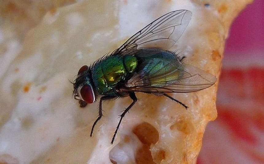 Можно ли есть еду, на которую села муха