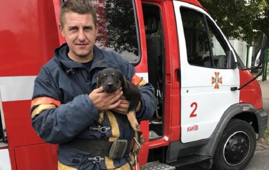 В Киеве спасли щенка на Пейзажной аллее (фото)