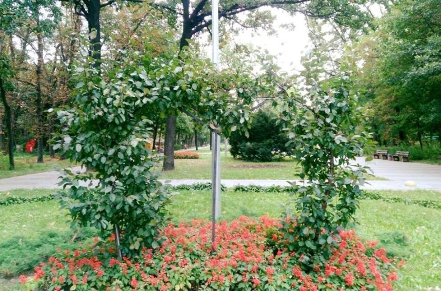 На Гидропарке появилось символичное дерево влюбленных (фото)