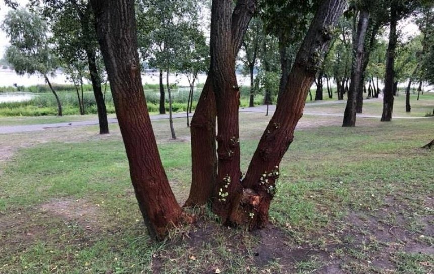 В парке «Наталка» камни и деревья покрылись ржавчиной (фото)