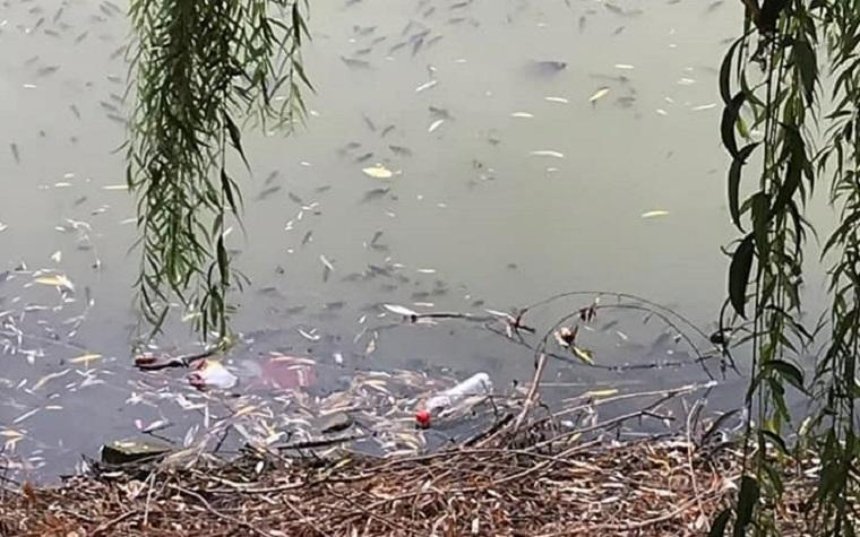 В озере на Теремках массово гибнет рыба (фото, видео)