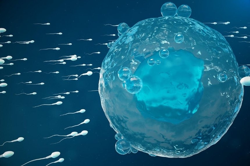 Продажа донорской спермы для зачатия – криобанк доноров мужчин