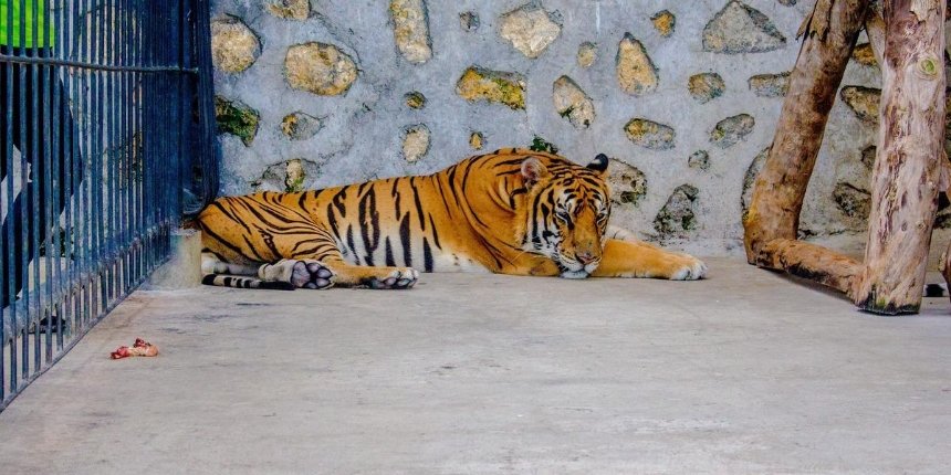 Приют под Киевом собирает деньги на вольер для найденных на закинутой базе тигров