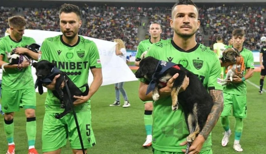 В Румынии футболисты будут выходить на поле с бездомными собаками 
