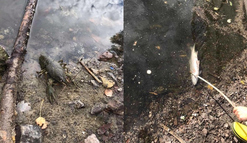Жители Оболони сообщили о заморе рыбы в озере