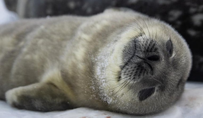 На антарктичній станції "Академік Вернадський" народилися перші тюленятка
