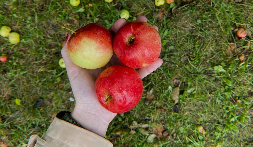 ВДНГ запрошує усіх охочих пригощатися яблуками