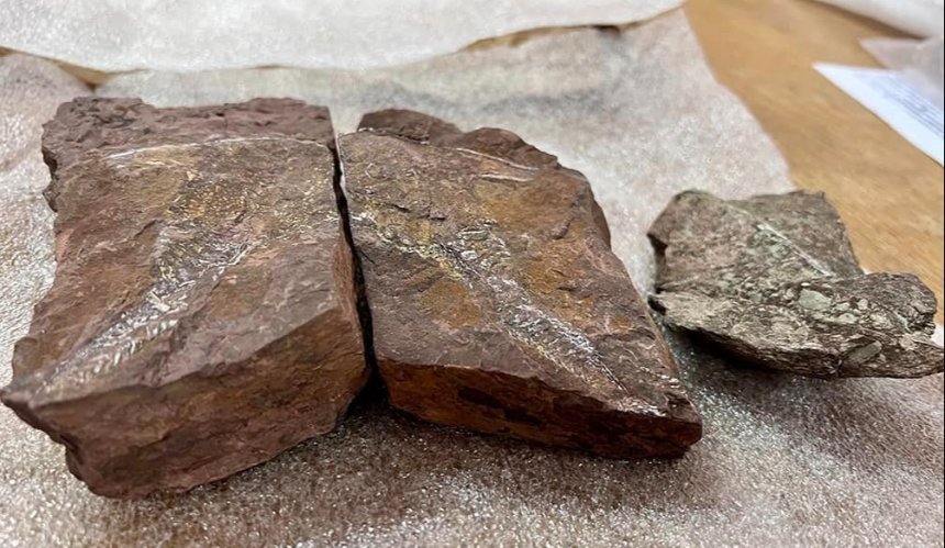 Київські митники виявили у відправленні камені віком 407 млн років з відбитками вимерлих риб: фото