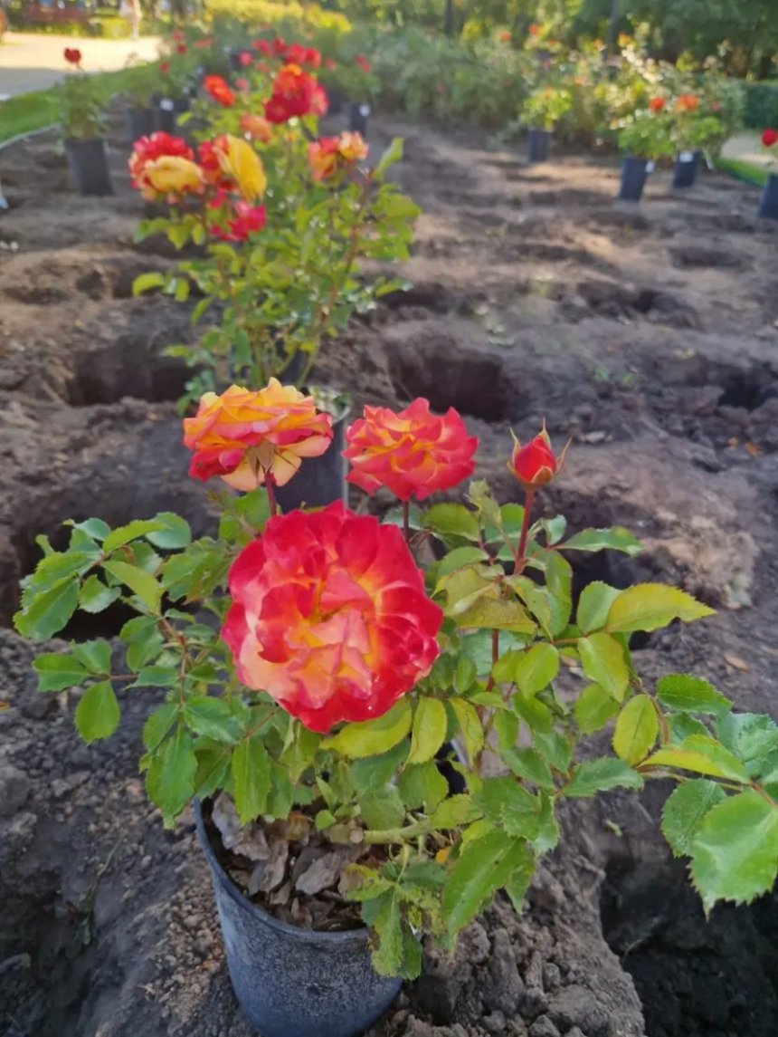 У день міста Бахмута в парку "Наталка" на Оболоні в Києві висадили трояндову алею