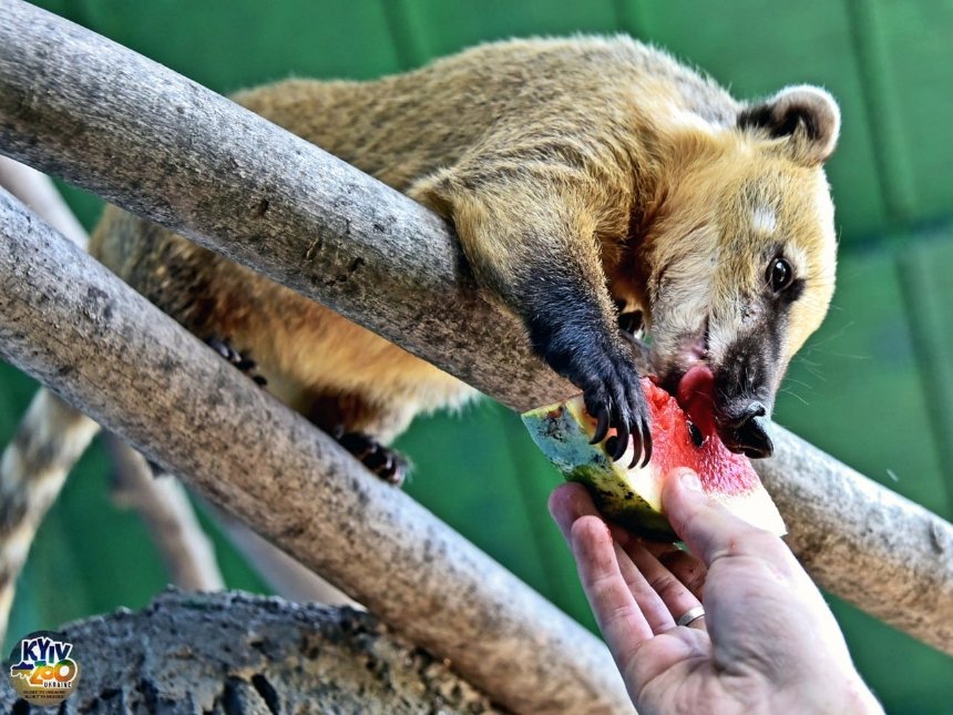 У Київському зоопарку запрошують киян відвідати годування мешканців ведмежого континенту кавунами