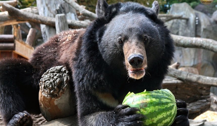 На вихідних у КиївЗоо ведмедів та єнотів годуватимуть кавунами: фото, відео