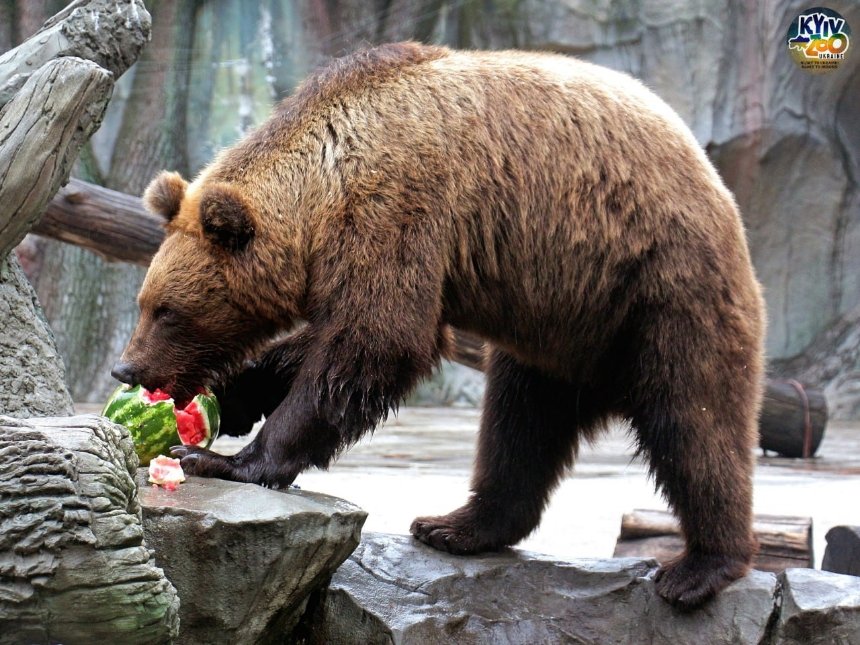 У Київському зоопарку запрошують киян відвідати годування мешканців ведмежого континенту кавунами