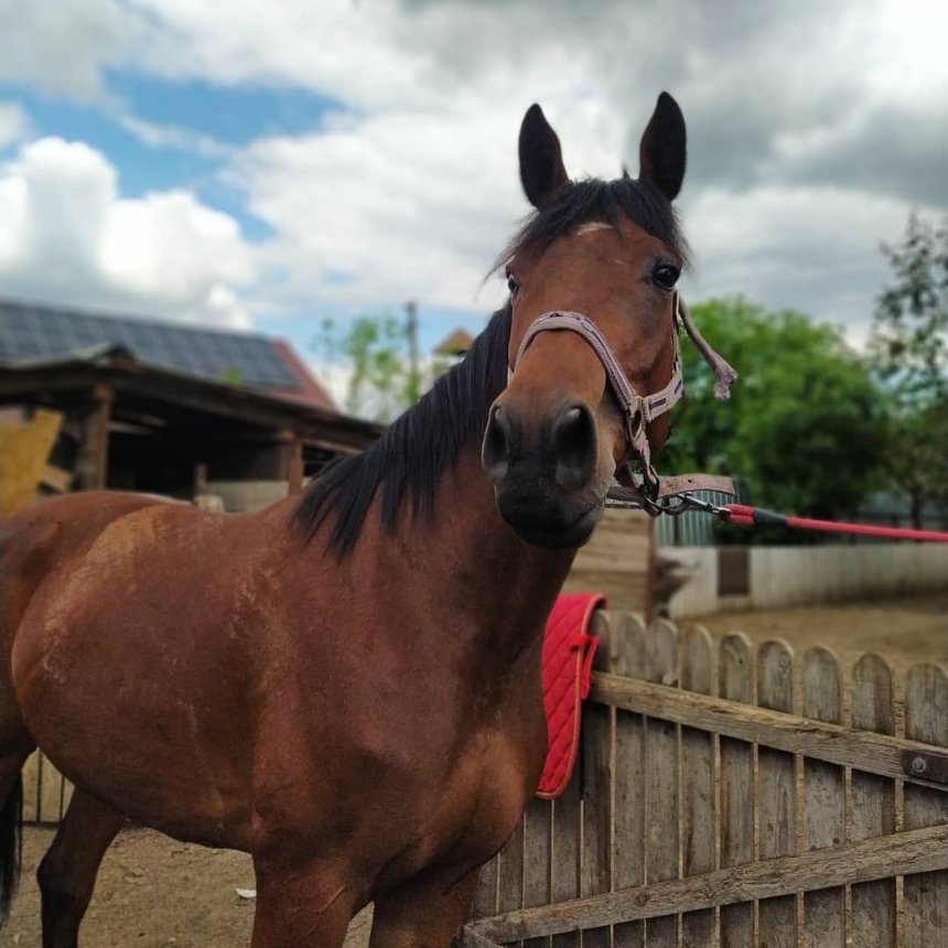 Прогулянка верхи у клубі Golden Horse