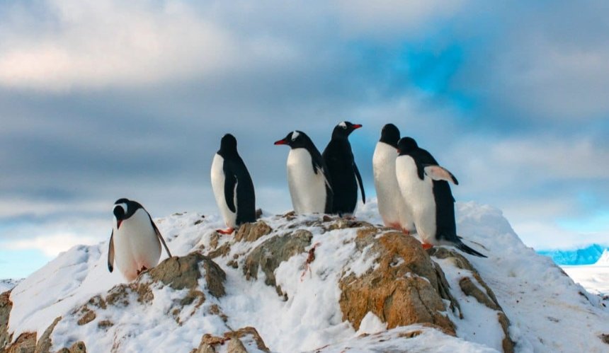 Полярники станції "Вернадського" показали нових пінгвінів, які прибули гніздуватися: фото