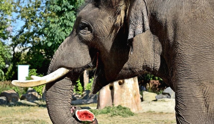 На вихідних у КиївЗоо бегемота та слона годуватимуть кавунами й гарбузами: фото