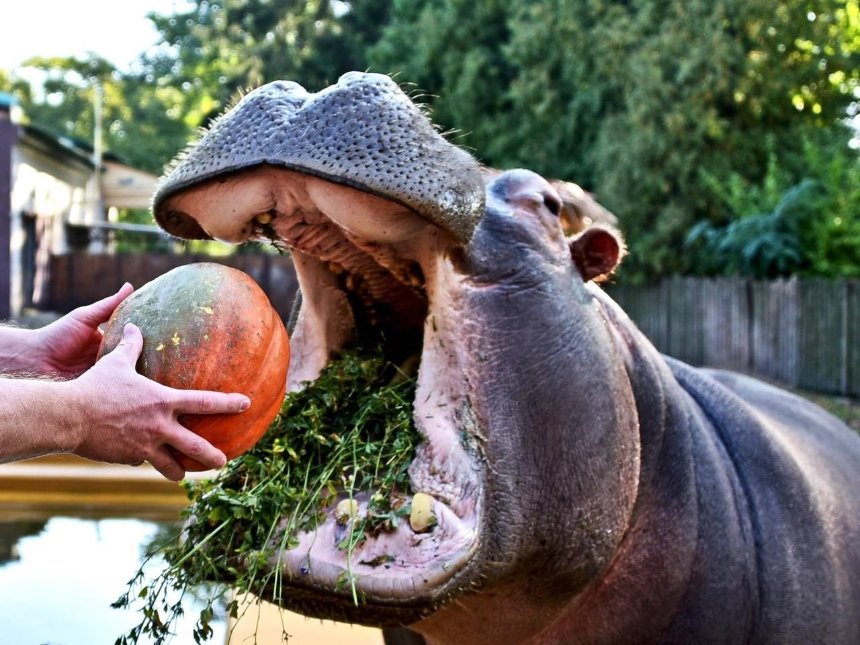 У Київському зоопарку запрошують киян на показові годування бегемота та слона: вони відбудуться 30 вересня та 1 жовтня 2023