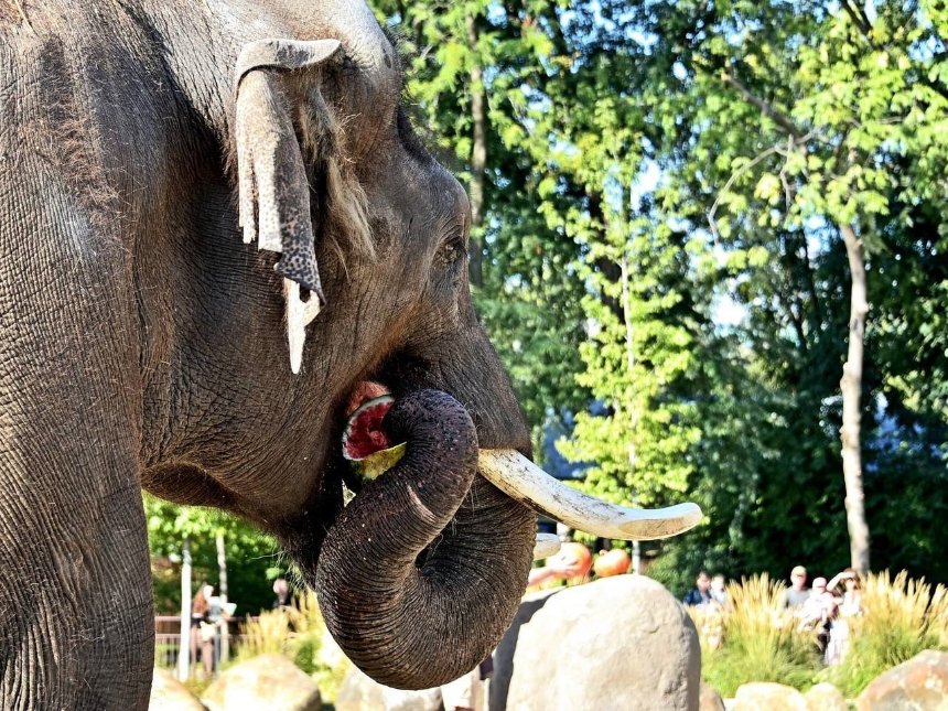 У Київському зоопарку запрошують киян на показові годування бегемота та слона: вони відбудуться 30 вересня та 1 жовтня 2023