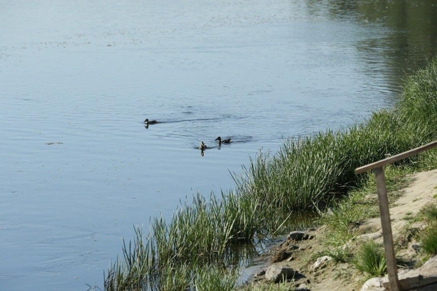 Рух забруднення води у Десні сповільнюється у напрямку Києва