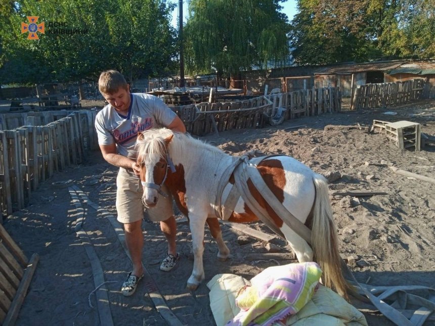 На Київщині врятували поні, що провалився у льох: фото