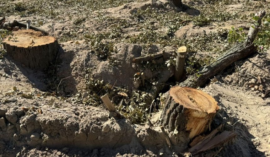 Урочище Горбачиха знов під загрозою: будівельна техніка почала викорчовувати дерева
