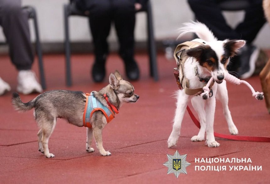Ветерани та військові проходять реабілітацію із собаками