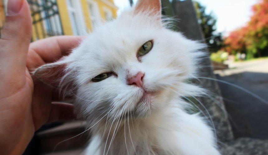 У Києві перенесли фестиваль адопції Adopt CAT & DOG: де прихистити тварину вже зараз