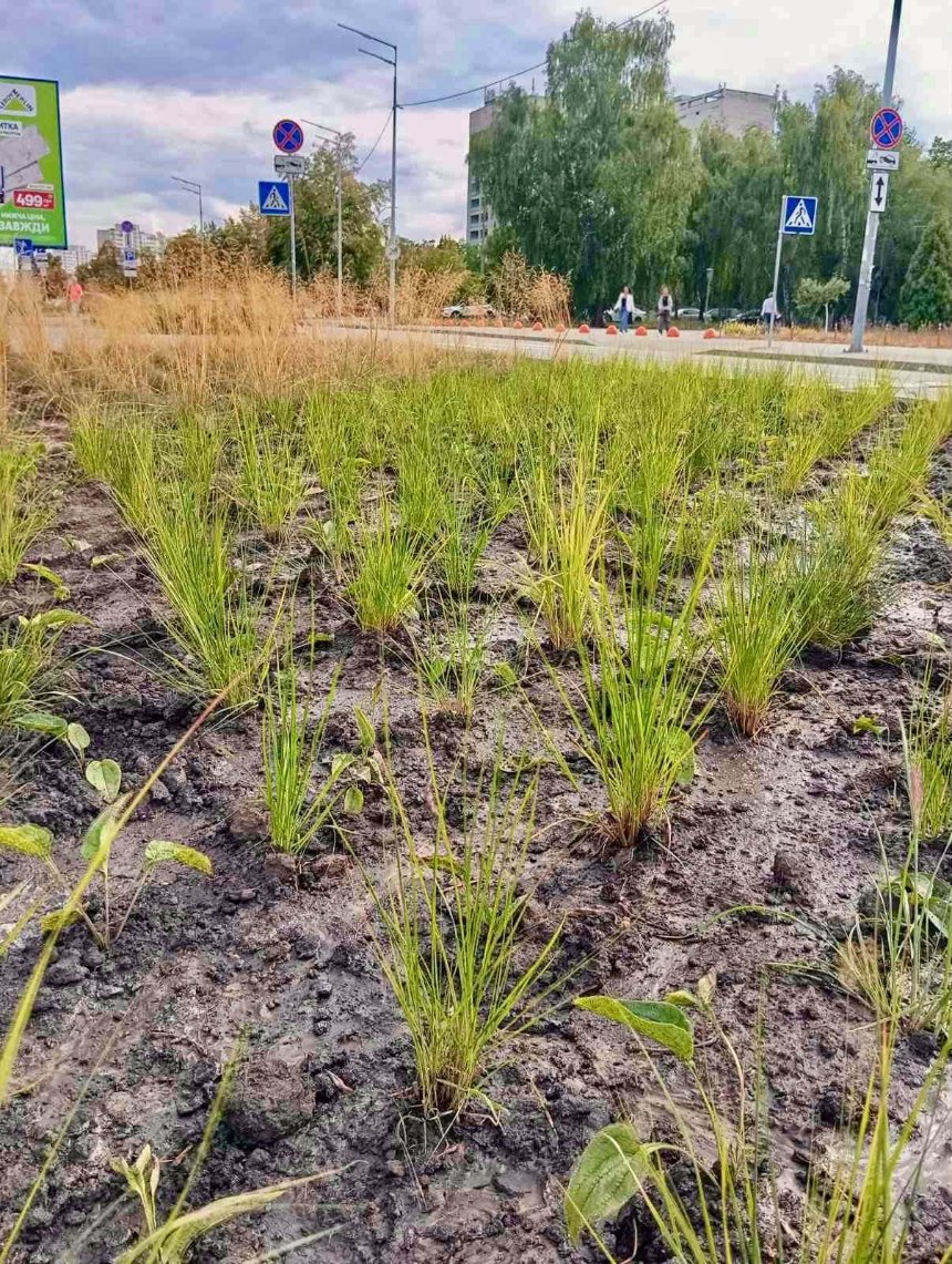 У Деснянському районі створили природний ландшафт "Нова хвиля"