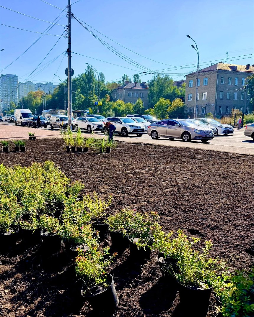 Як озеленюють Васильківську площу у Києві