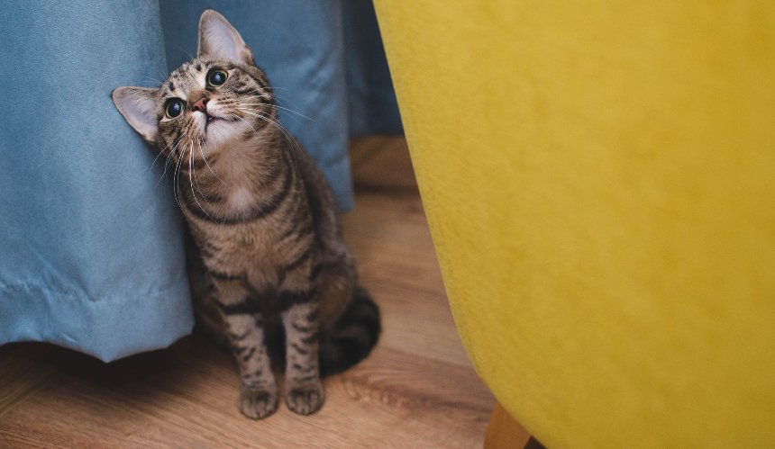 НБУ та UAnimals запустили благодійну акцію #PowerCoins для постраждалих тварин: як допомогти