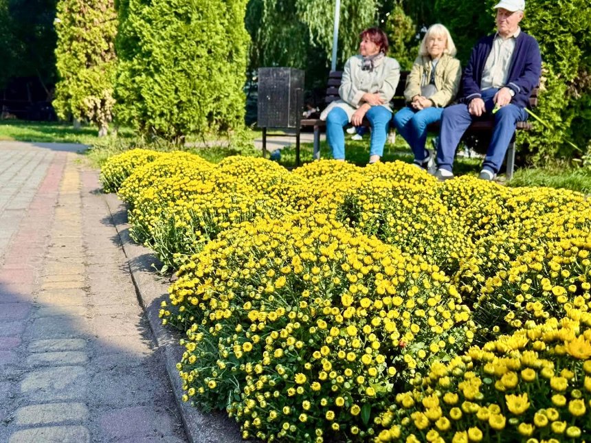 Сквер на Щекавицькій площі у Києві прикрасили кулястими хризантемами