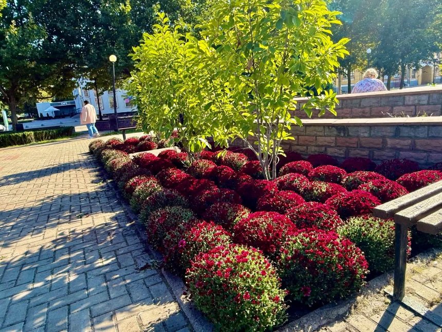Сквер на Щекавицькій площі у Києві прикрасили кулястими хризантемами