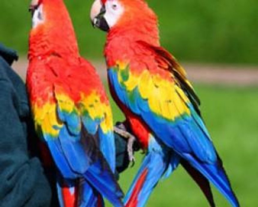 В столице пройдет выставка попугаев