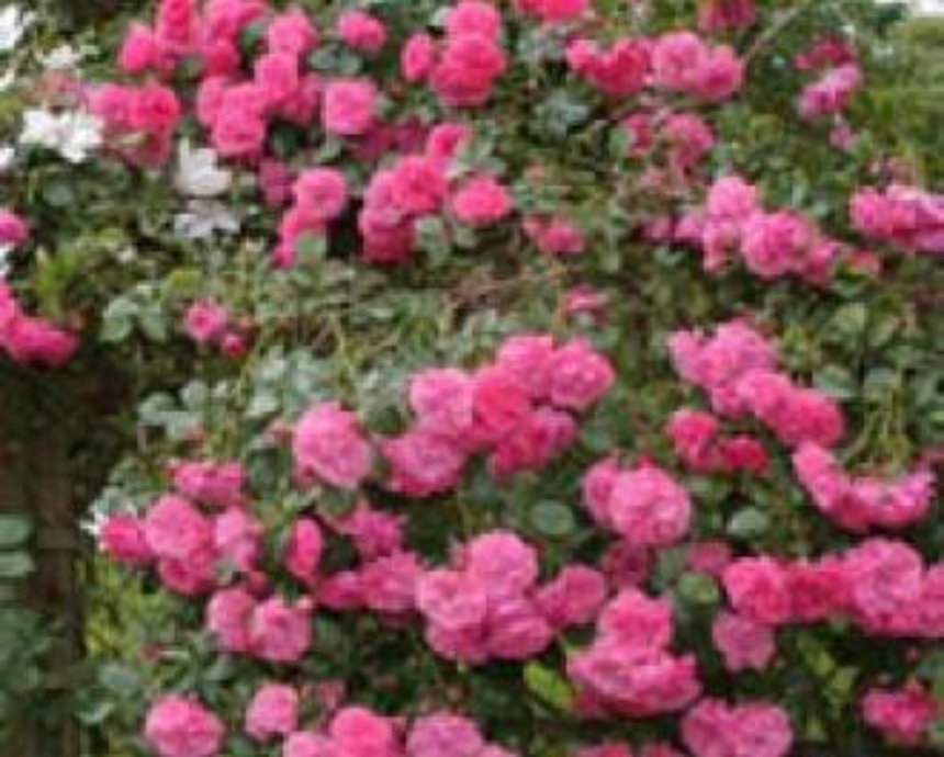 «Розовый ручей» появился в Национальном ботсаду