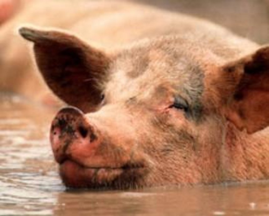 На выходных в Миргороде пройдет фестиваль свинины